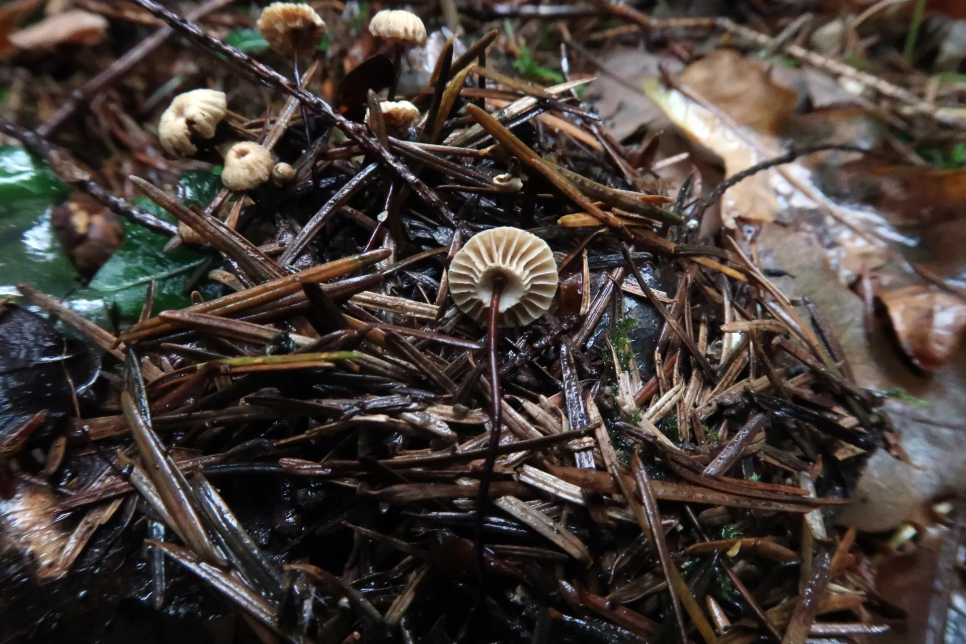 Marasmius rotula - 1 - IMG_1864